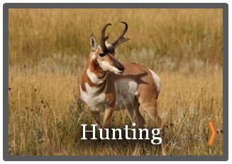 Newcastley wyoming hunting antelope